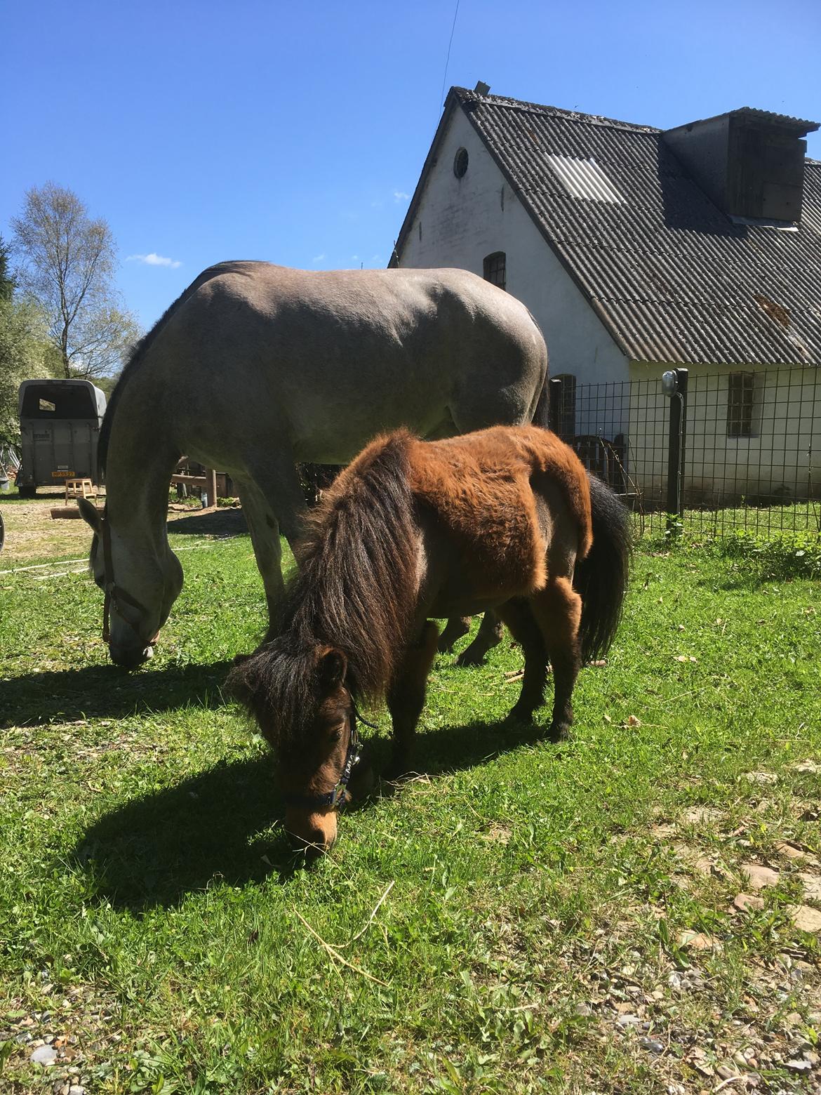 Anden særlig race Suna's Miss Diva - Diva leger græsged <3 billede 18