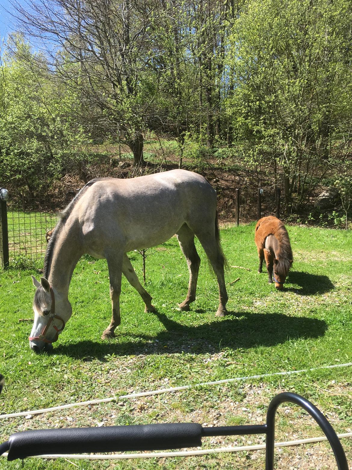 Anden særlig race Suna's Miss Diva billede 19