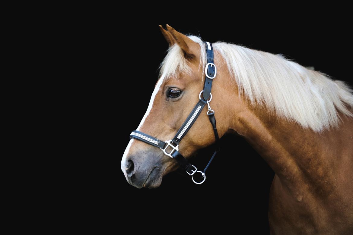 Anden særlig race June billede 20