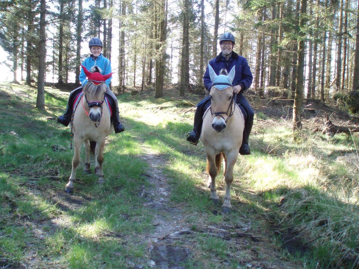 Fjordhest Søndervangs sofus - SElv om Harry er alvorlig syg evner han at ride på Sofus 5 Maj 2018 billede 1