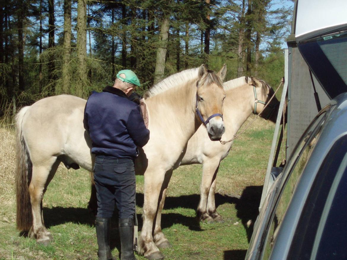 Fjordhest Søndervangs sofus billede 26