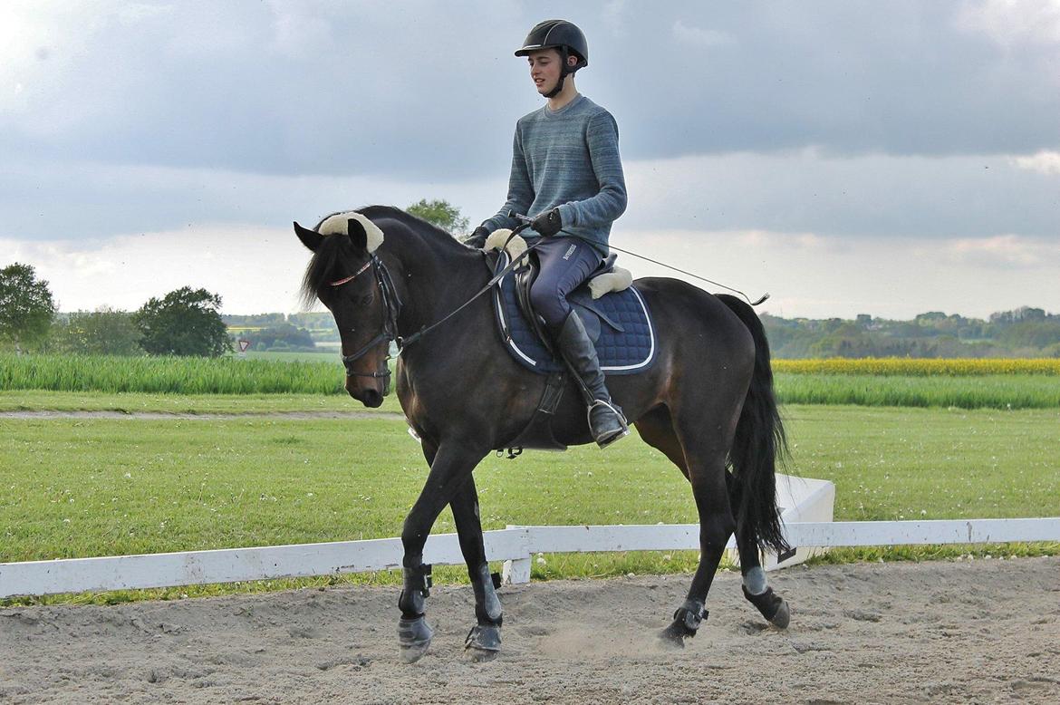 Hollandsk Sportspony Scarlett billede 12