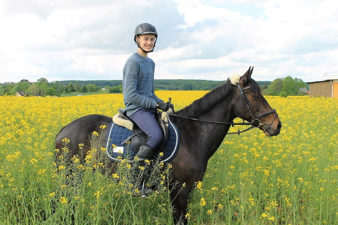 Hollandsk Sportspony Scarlett billede 1