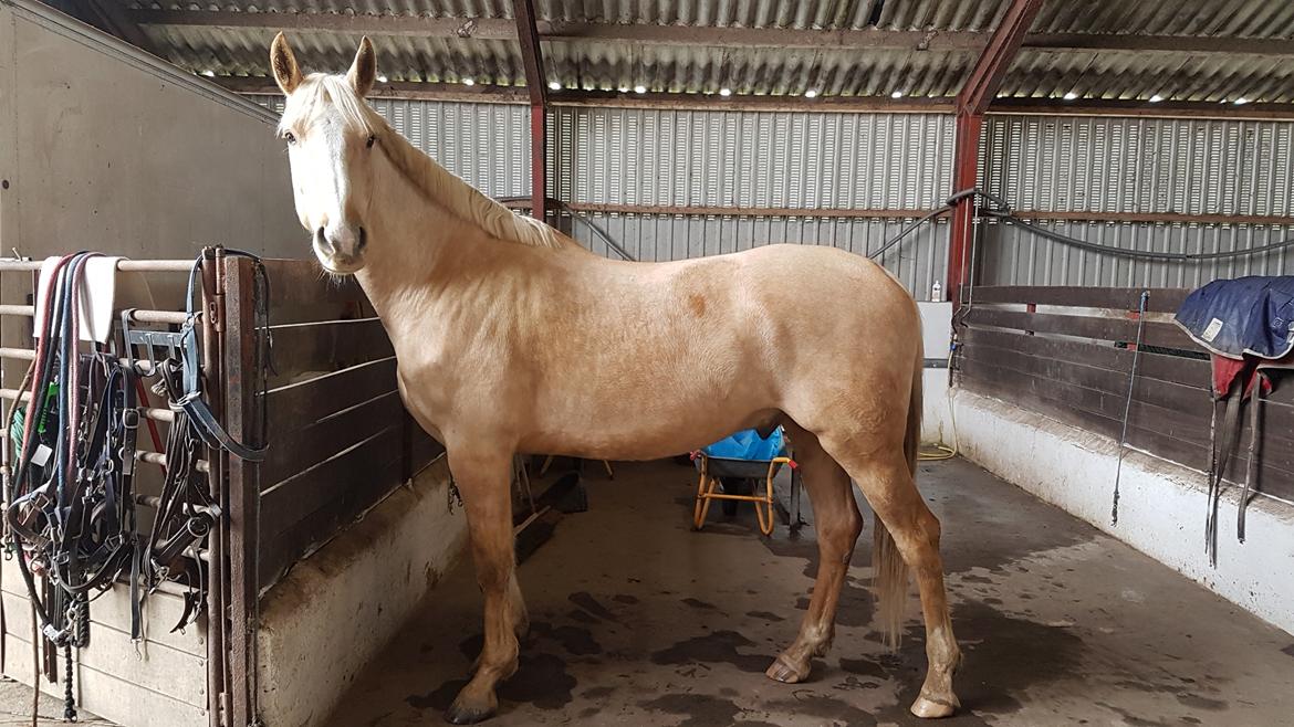 Palomino Matinique billede 5