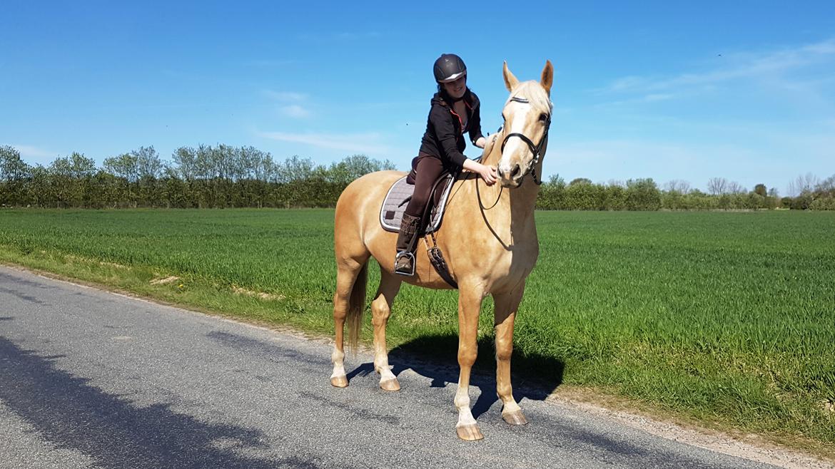 Palomino Matinique billede 1