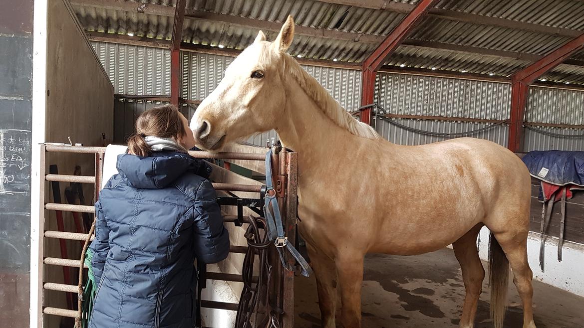 Palomino Matinique billede 9