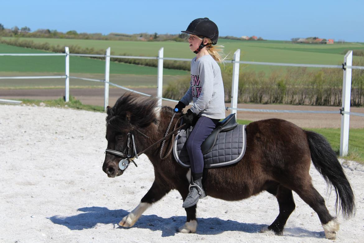 Shetlænder Holger fra Hjortholm billede 19