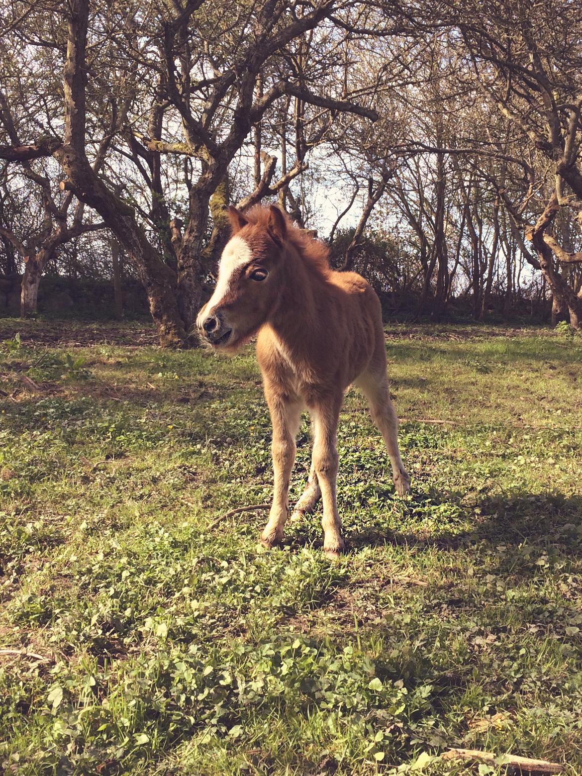 Shetlænder Bentley SOLGT - 10 dage gammel  billede 6