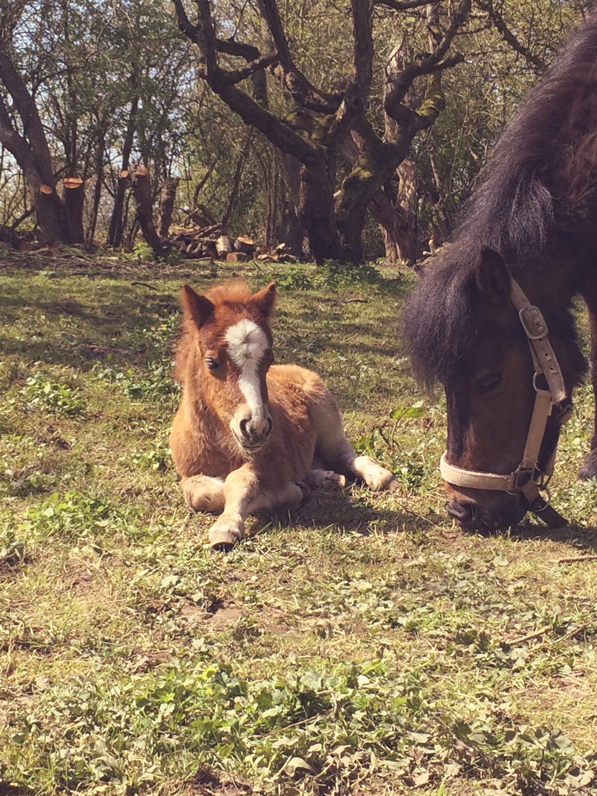 Shetlænder Bentley SOLGT - 10 dage gammel  billede 7