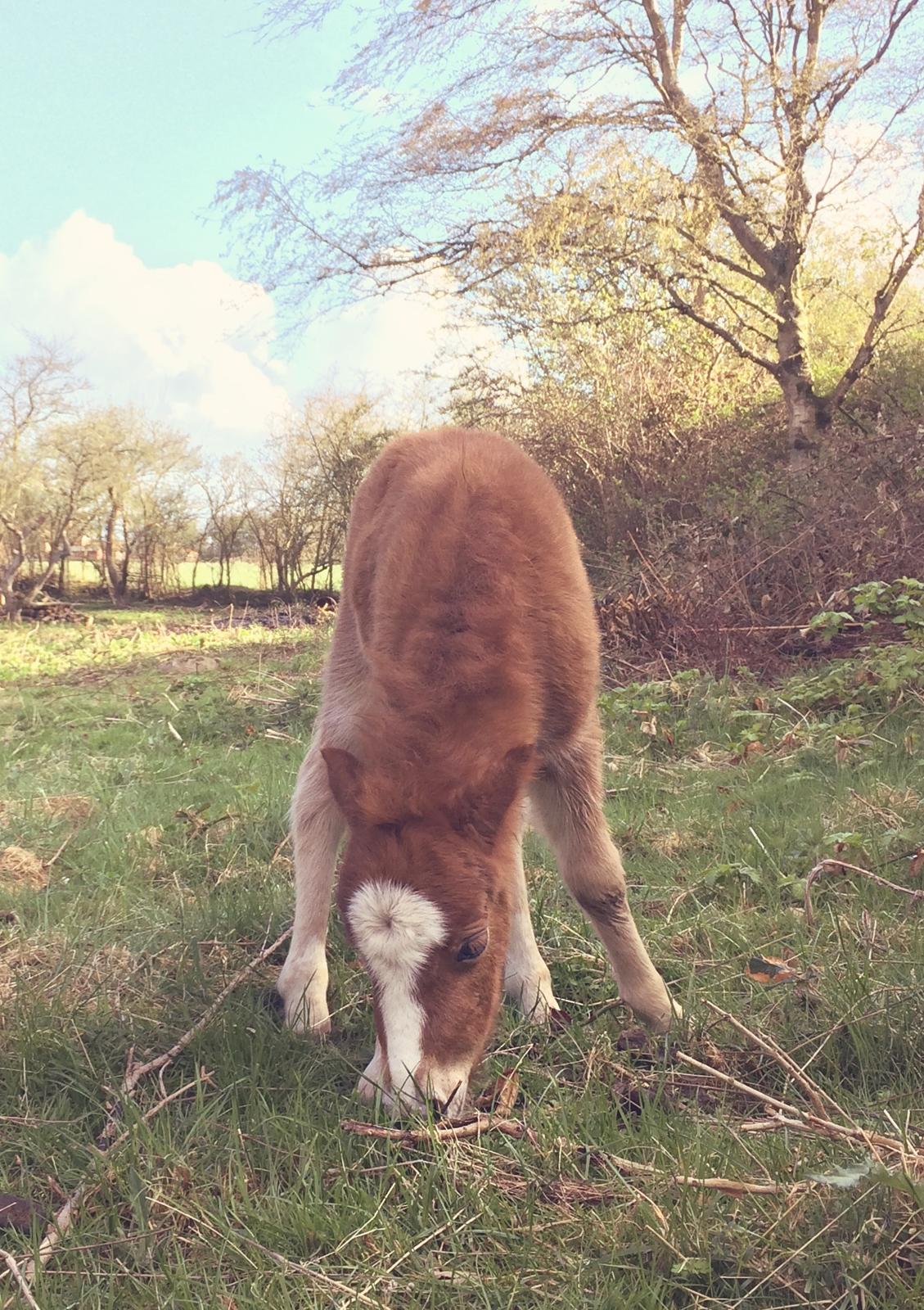 Shetlænder Bentley SOLGT - 3 dage gammel  billede 8