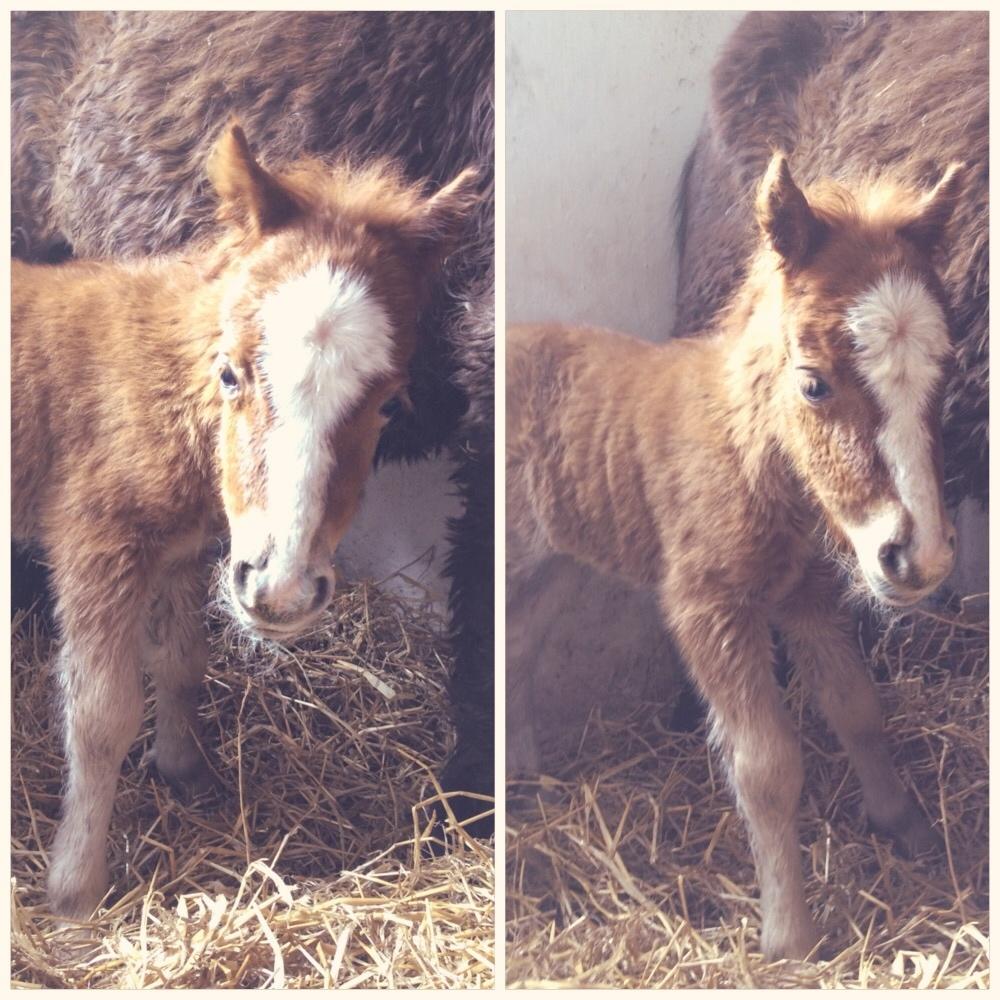 Shetlænder Bentley SOLGT - Kort efter at han kom til verden  billede 5