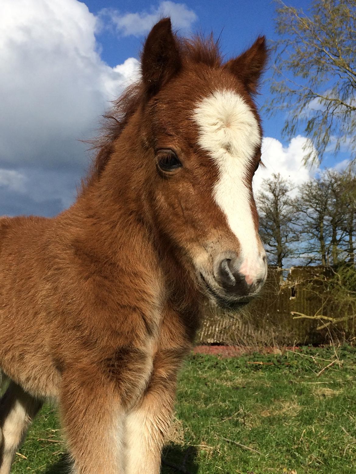 Shetlænder Bentley SOLGT billede 4