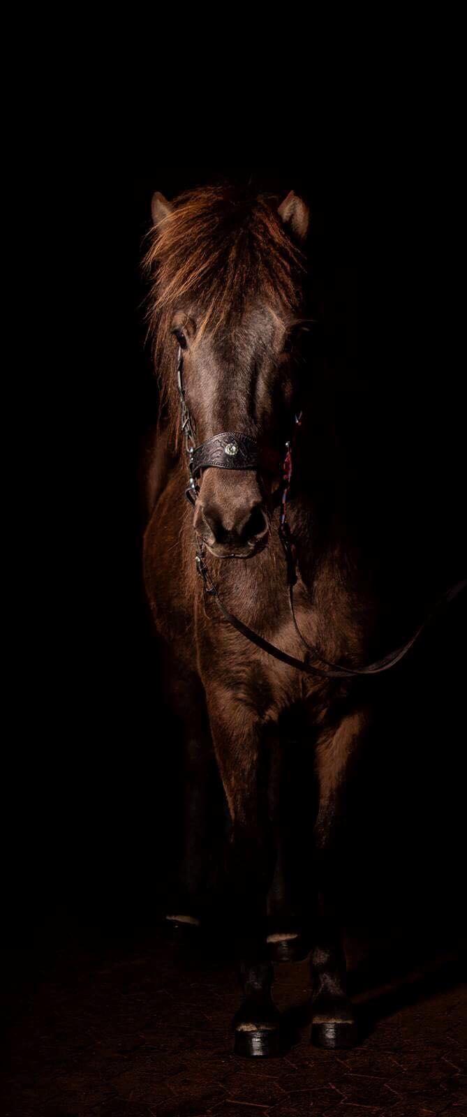 Islænder Hera fra Bredgaard - Lækre Hera fra photoshoot maj 2018 billede 4