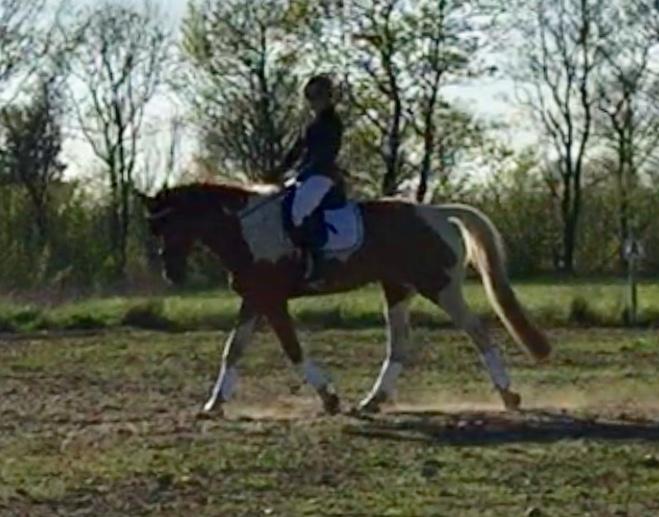 Pinto Hedens maki [HIMELHEST] billede 12