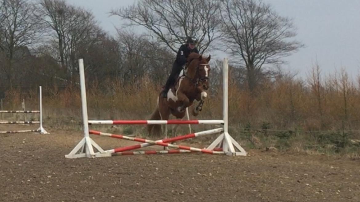 Pinto Hedens maki [HIMELHEST] billede 16