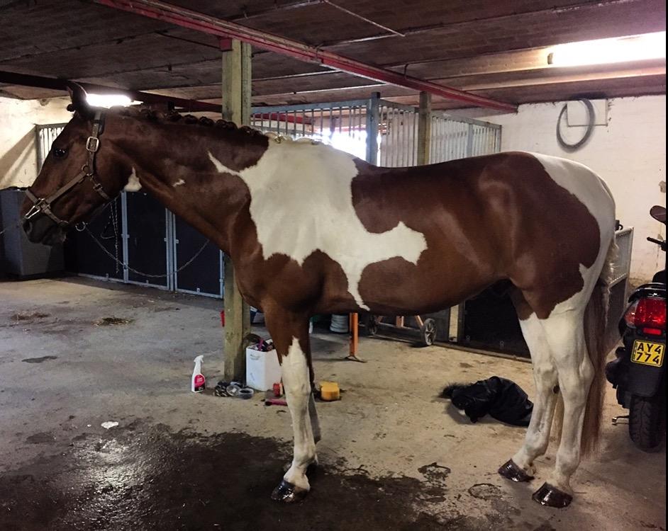 Pinto Hedens maki [HIMELHEST] billede 18