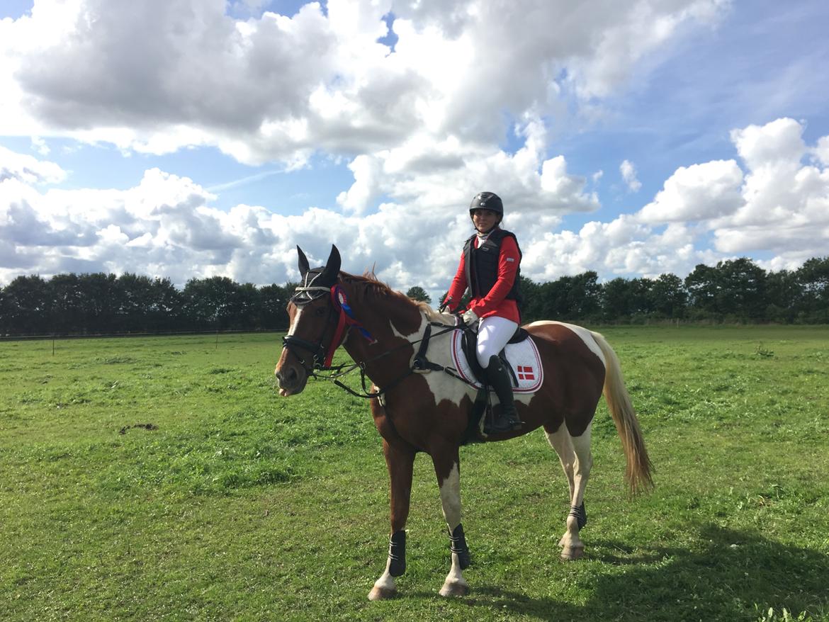 Pinto Hedens maki [HIMELHEST] billede 19