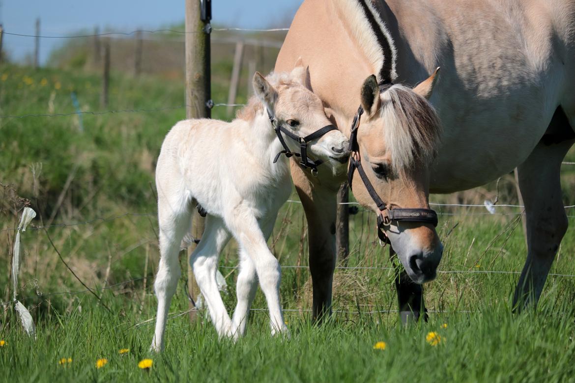 Fjordhest Cornelius Cordus billede 4