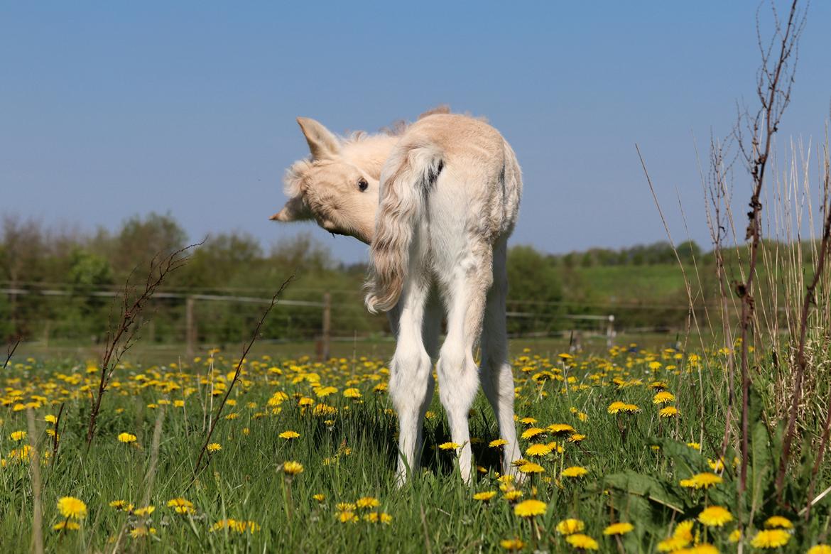 Fjordhest Cornelius Cordus billede 17