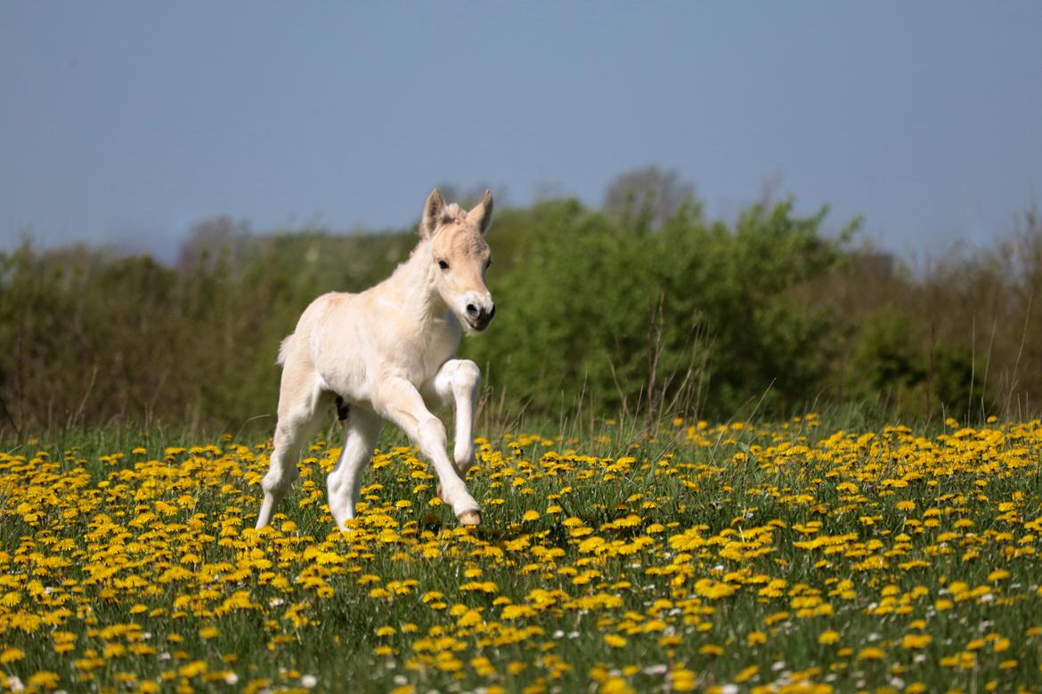 Fjordhest Cornelius Cordus billede 14