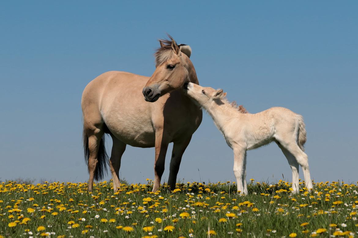 Fjordhest Cornelius Cordus billede 6
