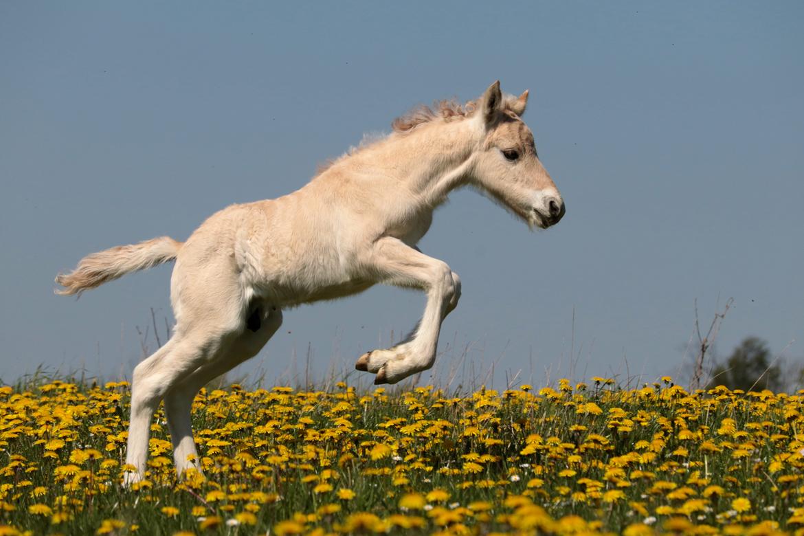 Fjordhest Cornelius Cordus billede 8