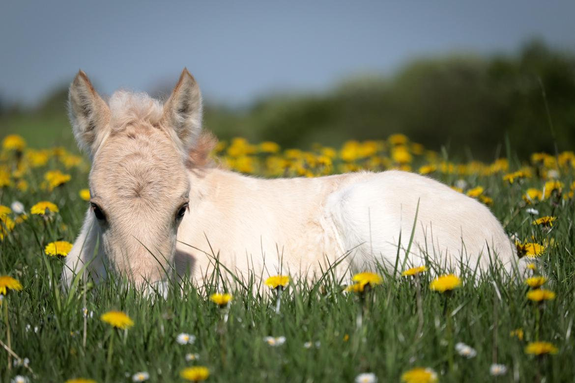 Fjordhest Cornelius Cordus billede 3