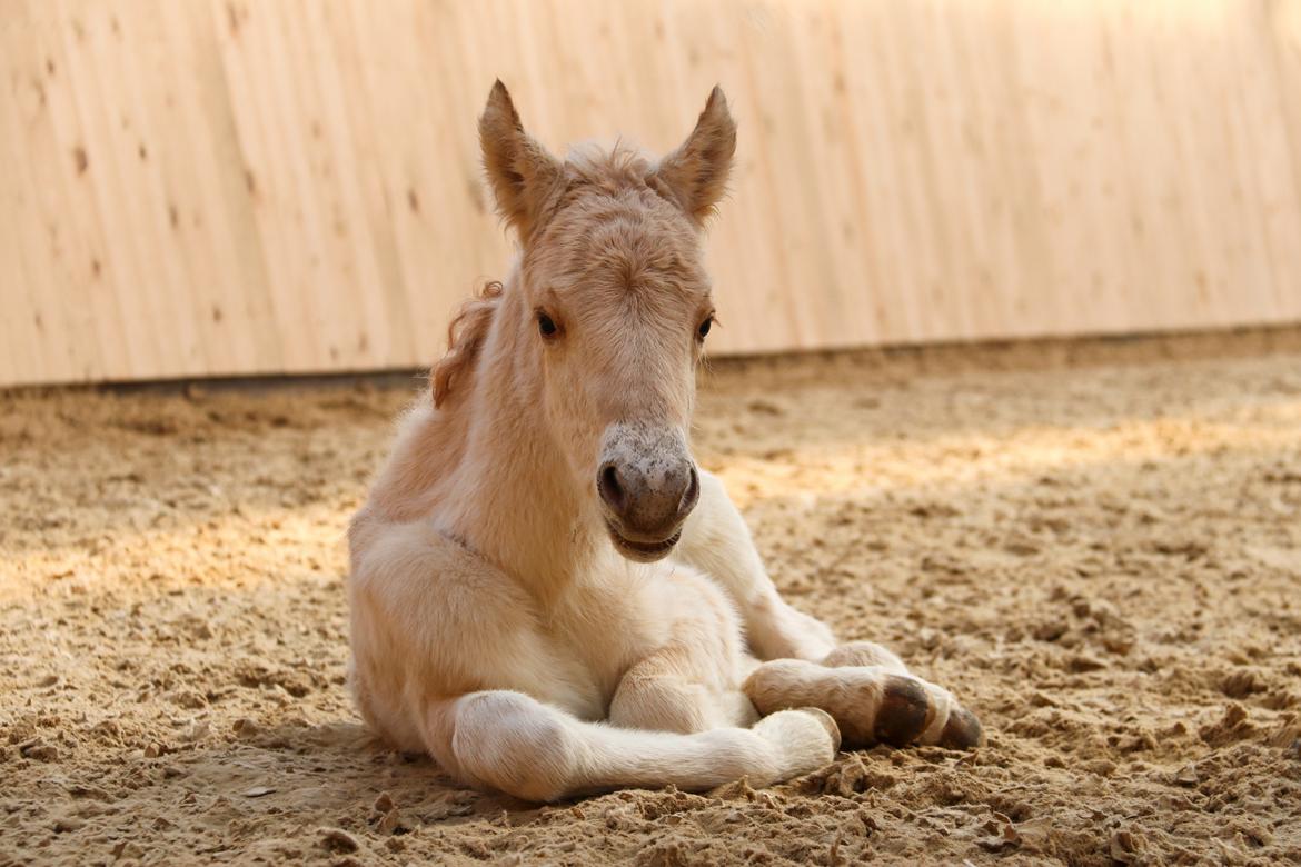 Fjordhest Cornelius Cordus billede 10