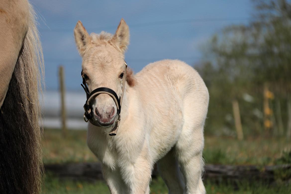 Fjordhest Cornelius Cordus billede 5