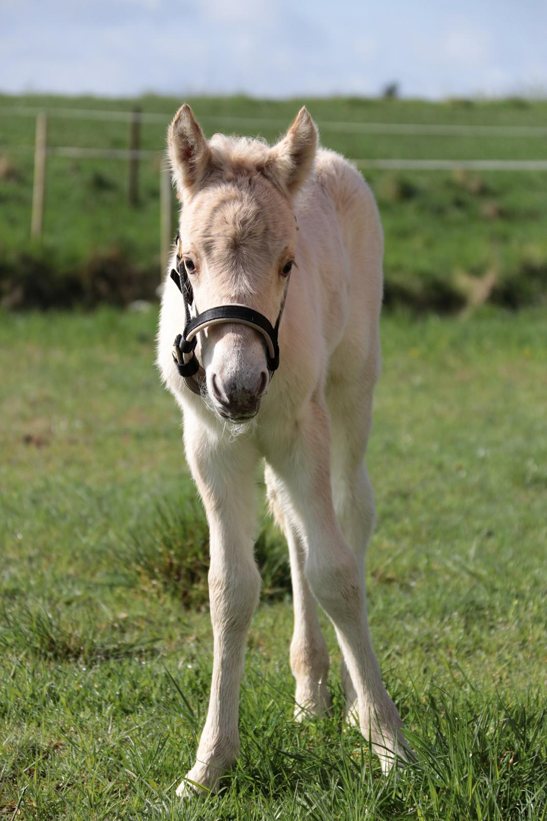 Fjordhest Cornelius Cordus billede 12