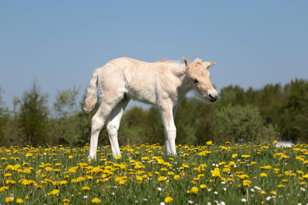 Fjordhest Cornelius Cordus billede 11