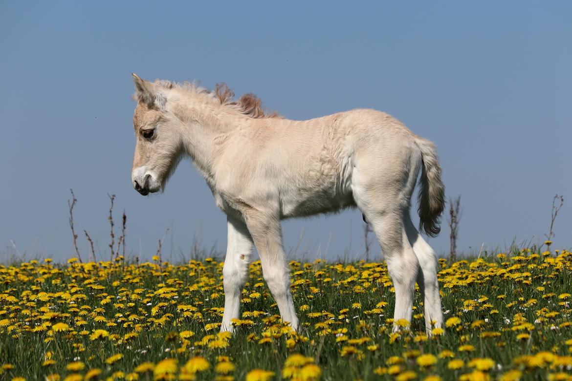 Fjordhest Cornelius Cordus billede 13