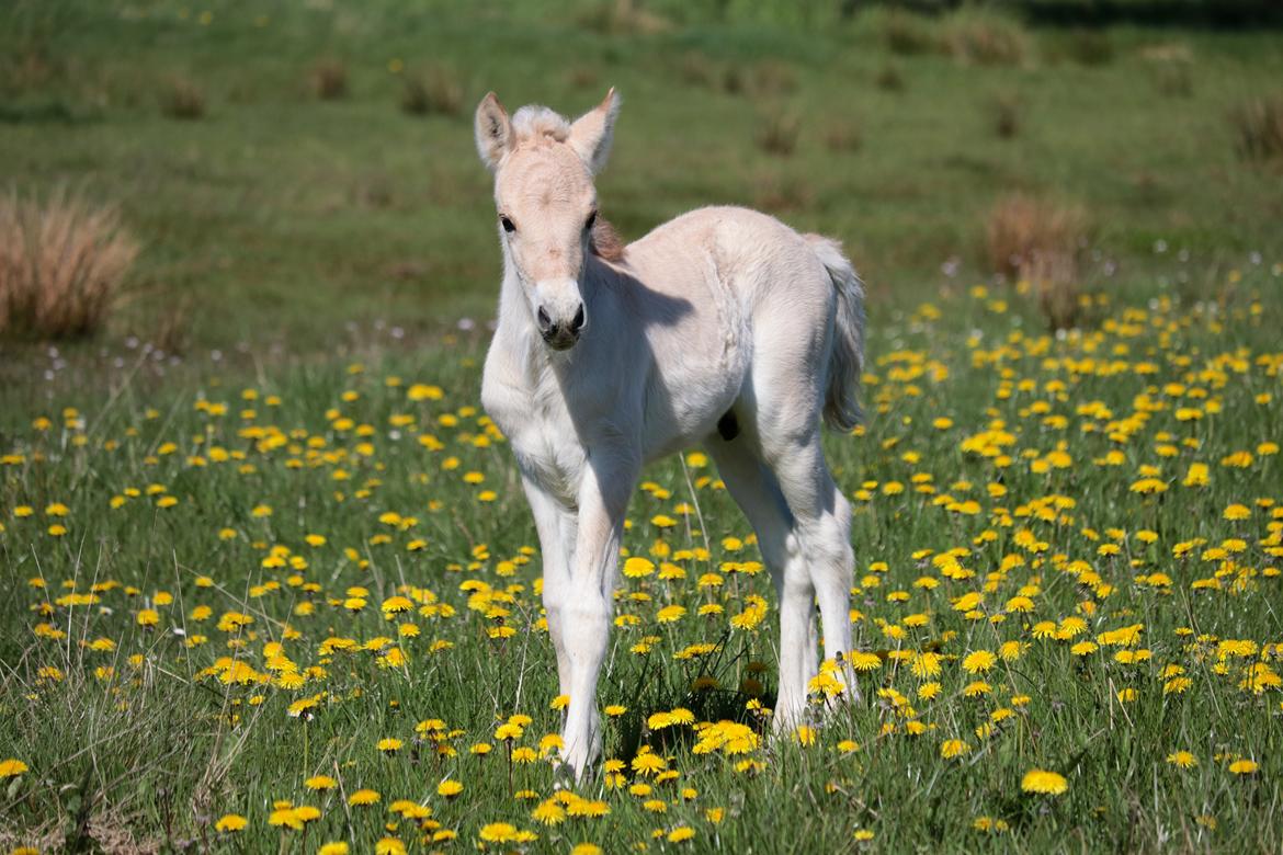 Fjordhest Cornelius Cordus billede 15