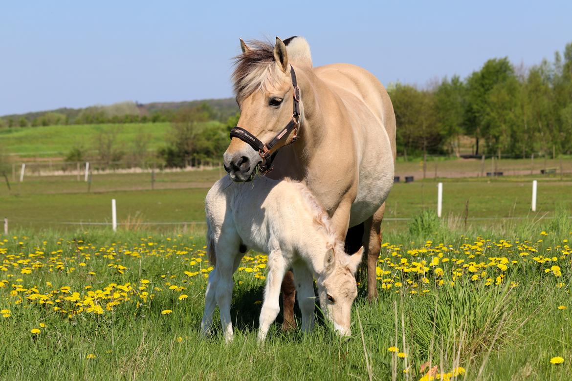 Fjordhest Cornelius Cordus billede 16
