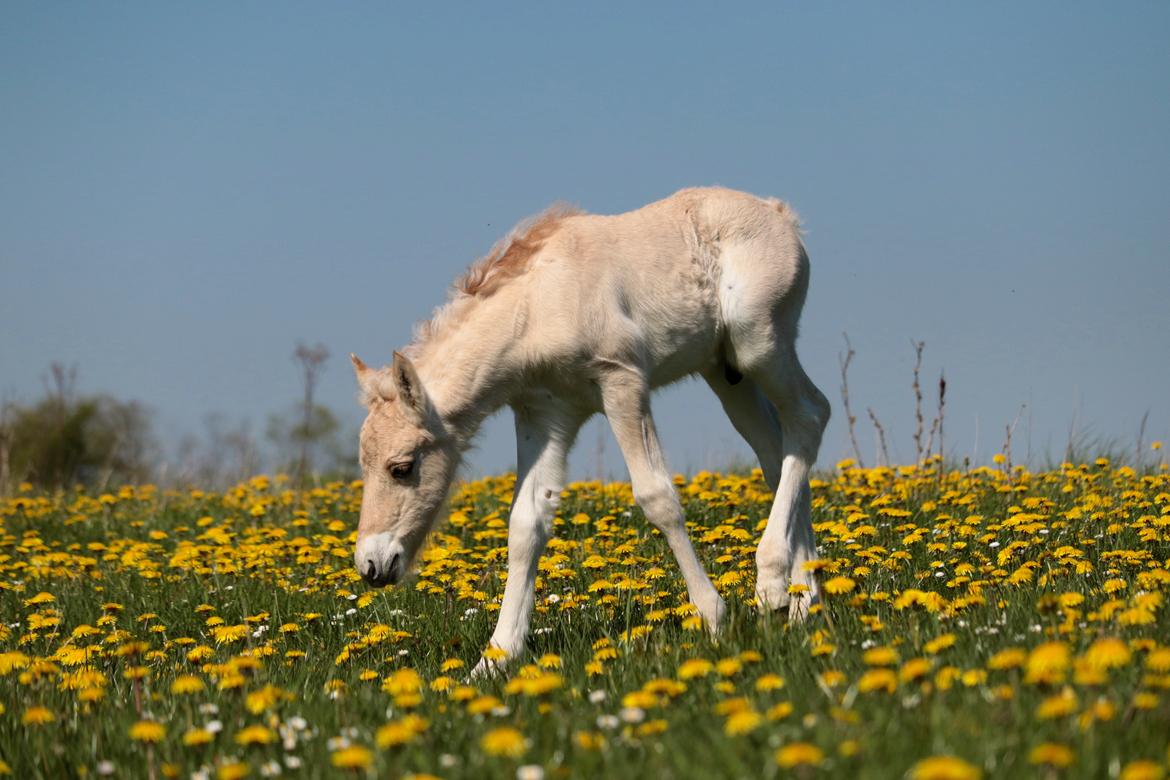 Fjordhest Cornelius Cordus billede 9