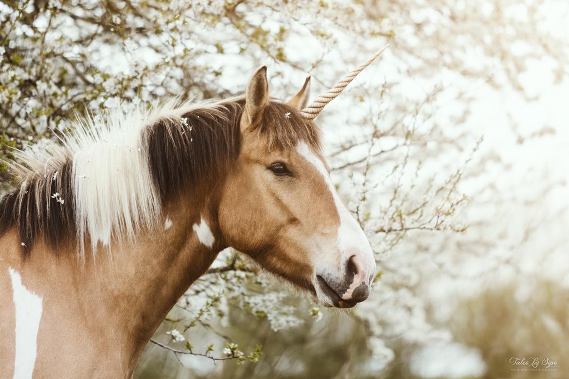 Irish Cob Crossbreed Toftgårds Amigo - Foråret 2018 billede 14