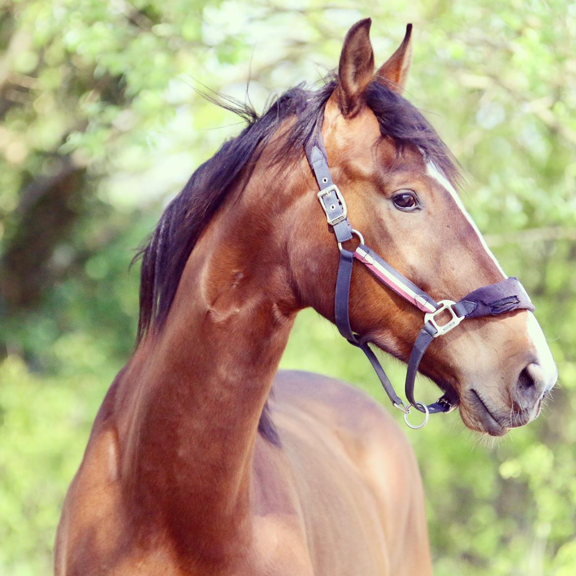 Dansk Varmblod Ellegaards kasmiago billede 2