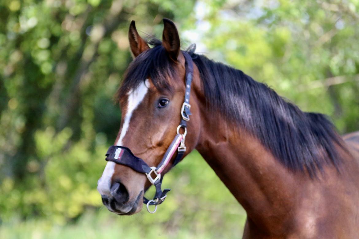 Dansk Varmblod Ellegaards kasmiago billede 1