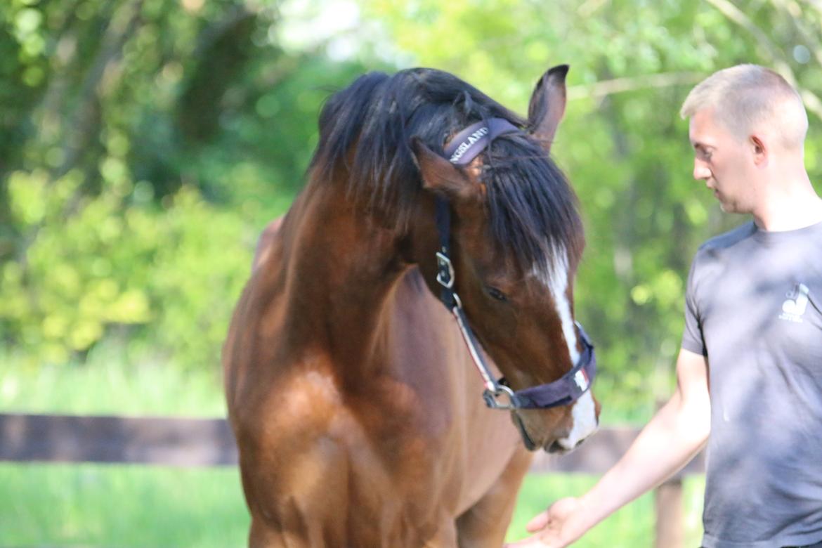 Dansk Varmblod Ellegaards kasmiago billede 3