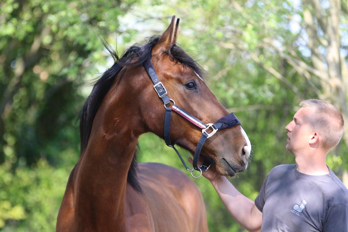 Dansk Varmblod Ellegaards kasmiago billede 4