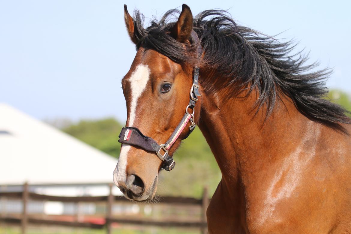 Dansk Varmblod Ellegaards kasmiago billede 5