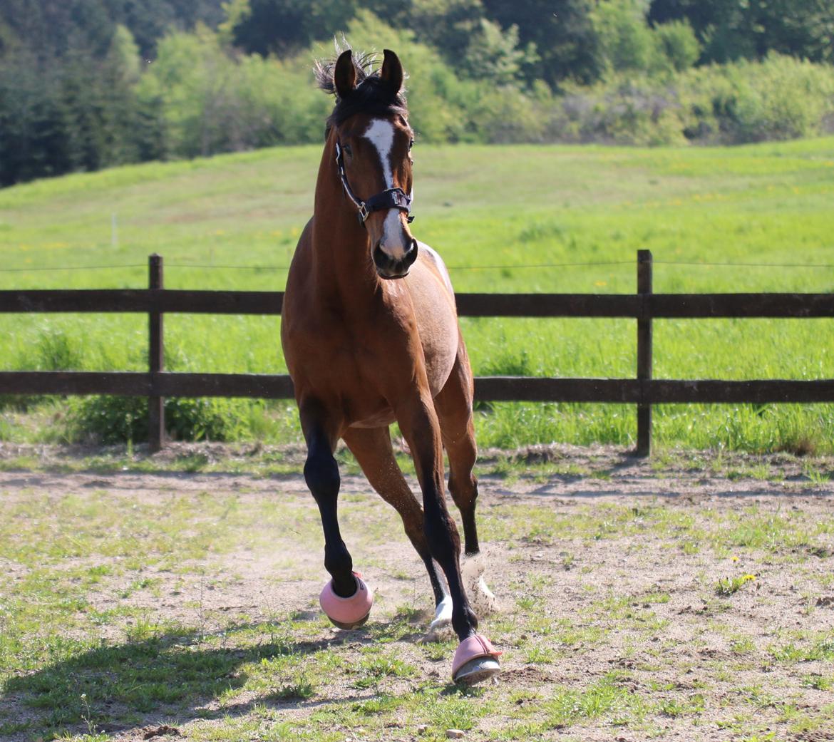 Dansk Varmblod Ellegaards kasmiago billede 6