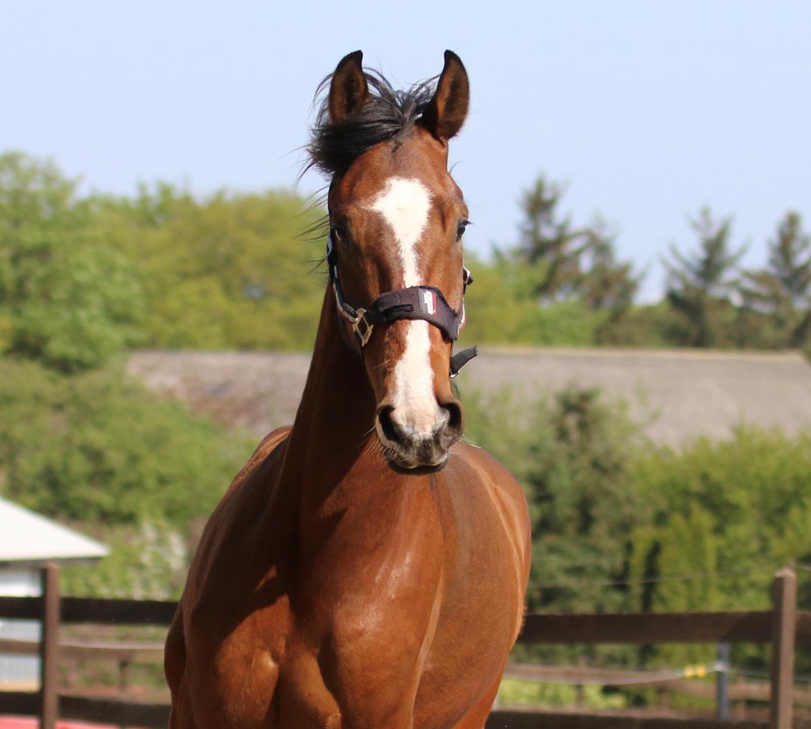 Dansk Varmblod Ellegaards kasmiago billede 7