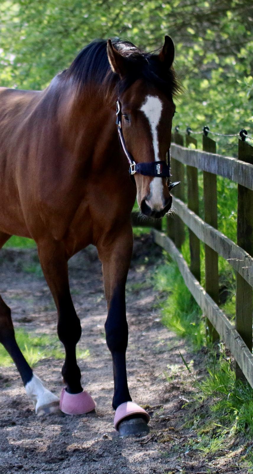 Dansk Varmblod Ellegaards kasmiago billede 9