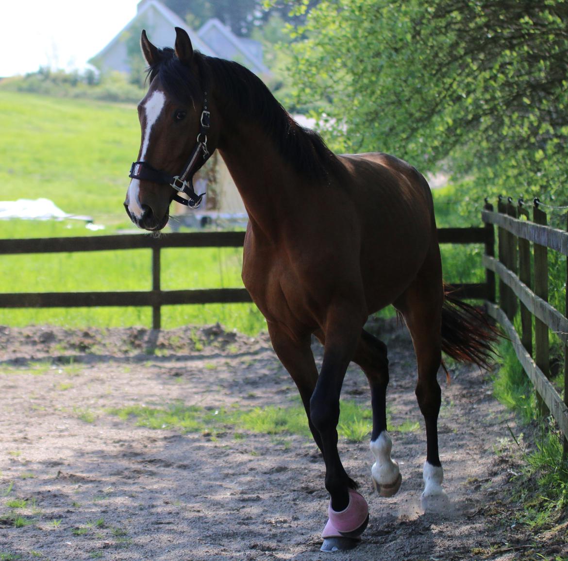 Dansk Varmblod Ellegaards kasmiago billede 8