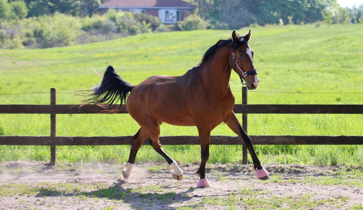 Dansk Varmblod Ellegaards kasmiago billede 11