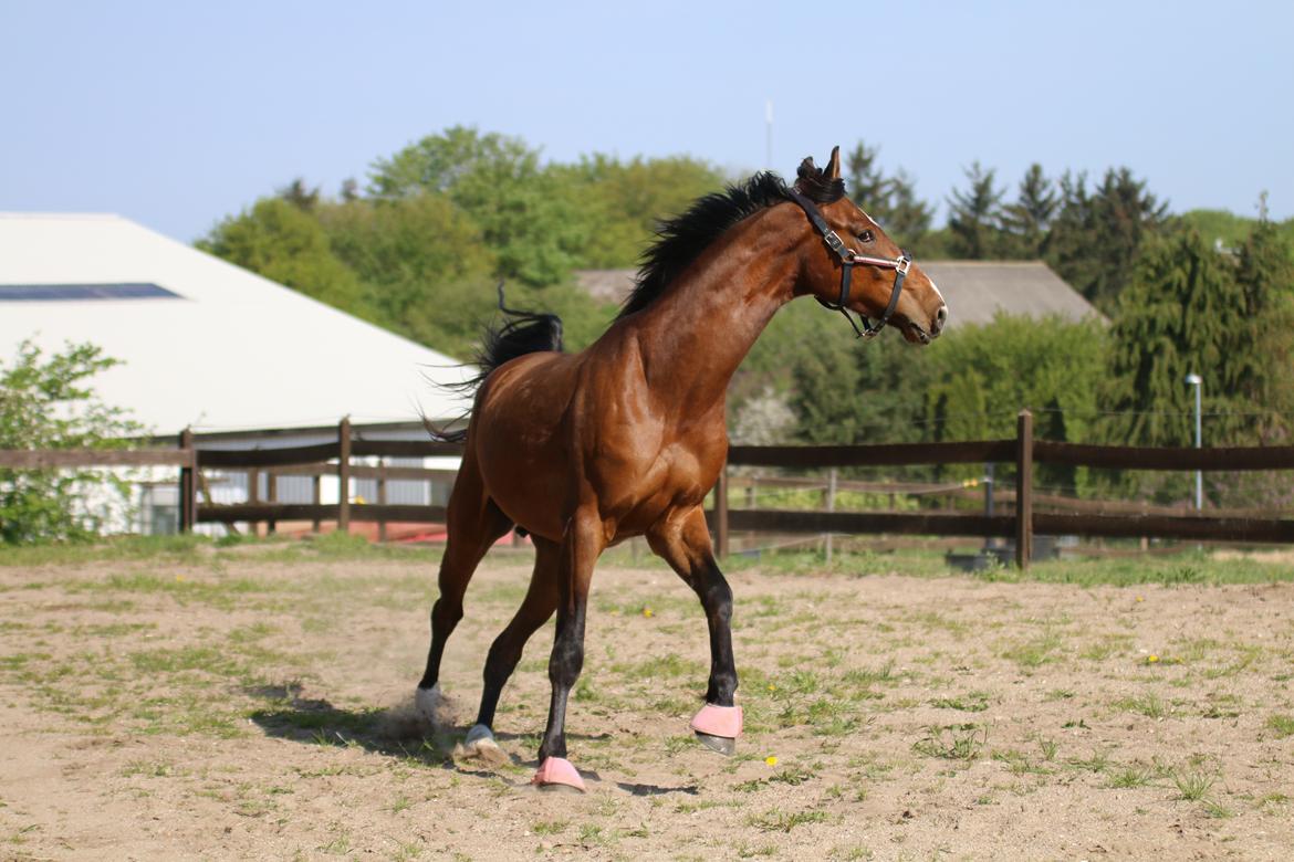 Dansk Varmblod Ellegaards kasmiago billede 10