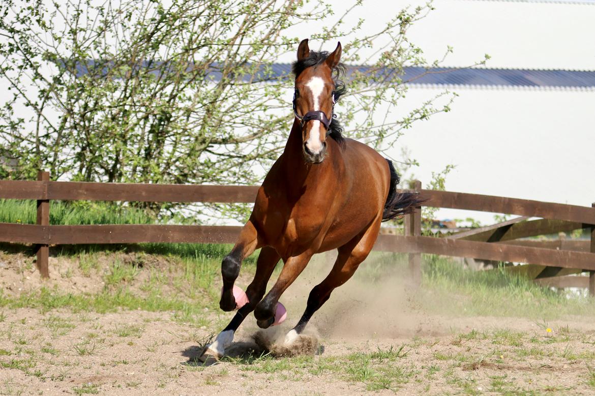 Dansk Varmblod Ellegaards kasmiago billede 12