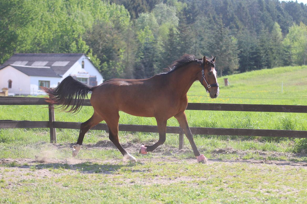 Dansk Varmblod Ellegaards kasmiago billede 13
