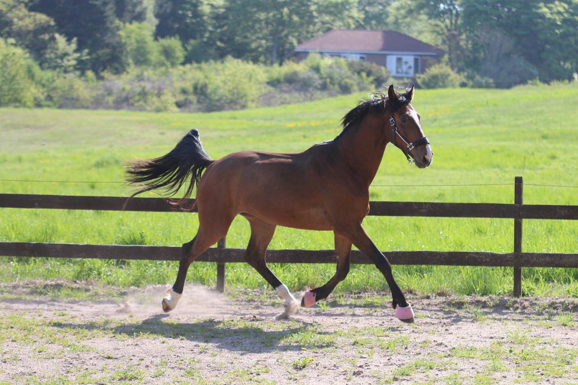 Dansk Varmblod Ellegaards kasmiago billede 14